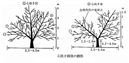 栗の木の剪定 自由にネットで稼ぐ 奮闘おやじのブログ